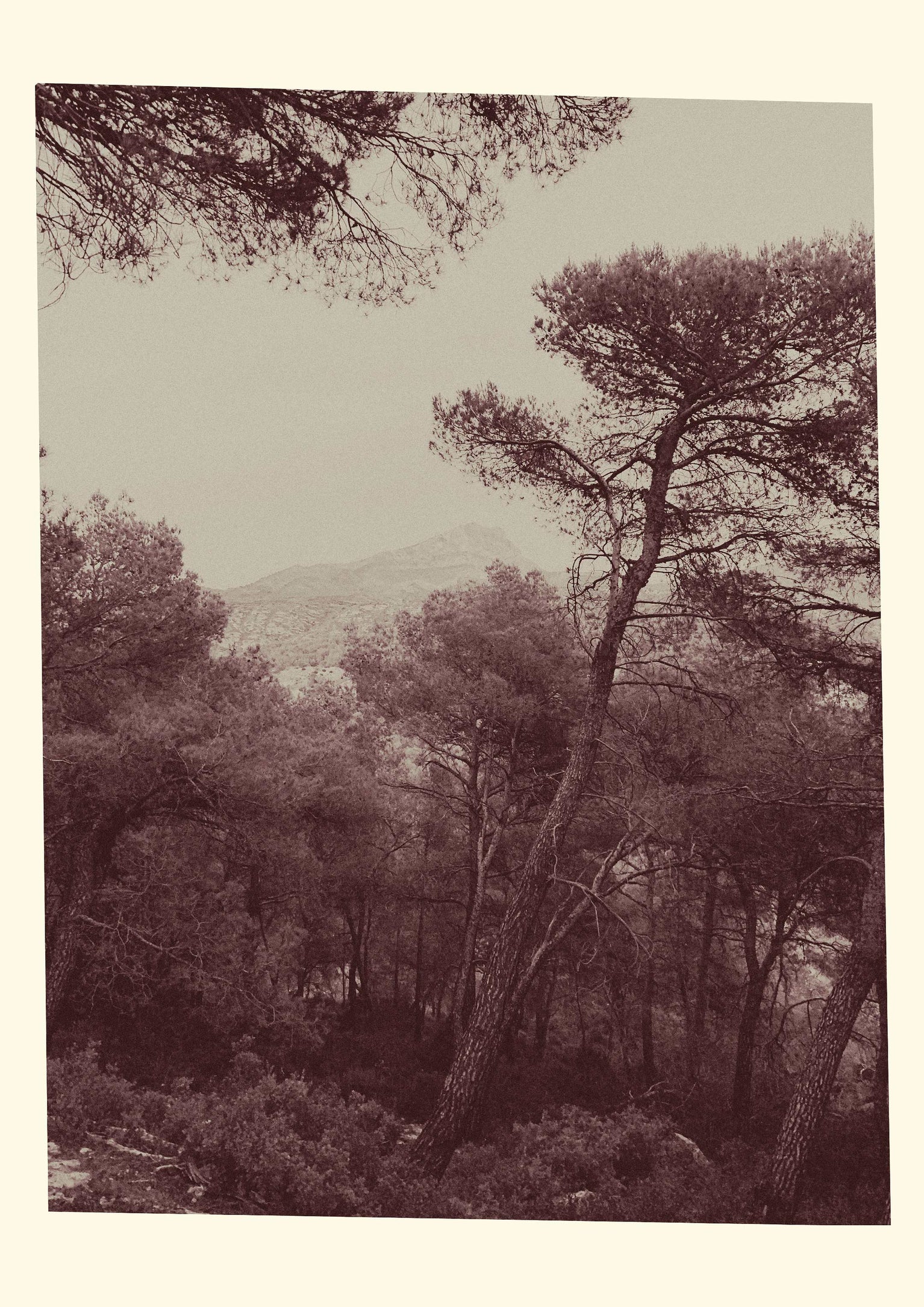6 août 2019, Sainte-Victoire depuis Le Tholonet