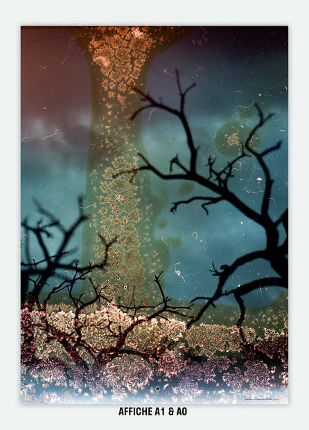 The trees of the river