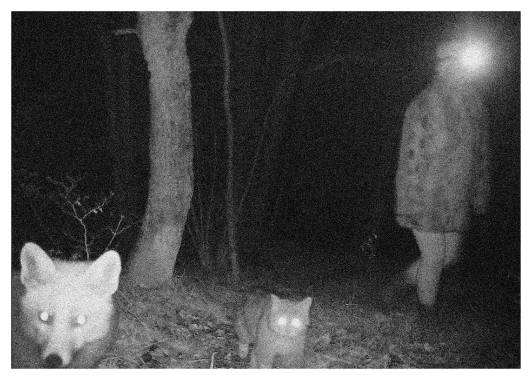 Renard et chat forestier, Le Noirmont (Suisse)