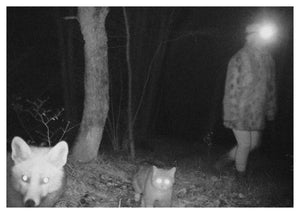 Renard et chat forestier, Le Noirmont (Suisse)