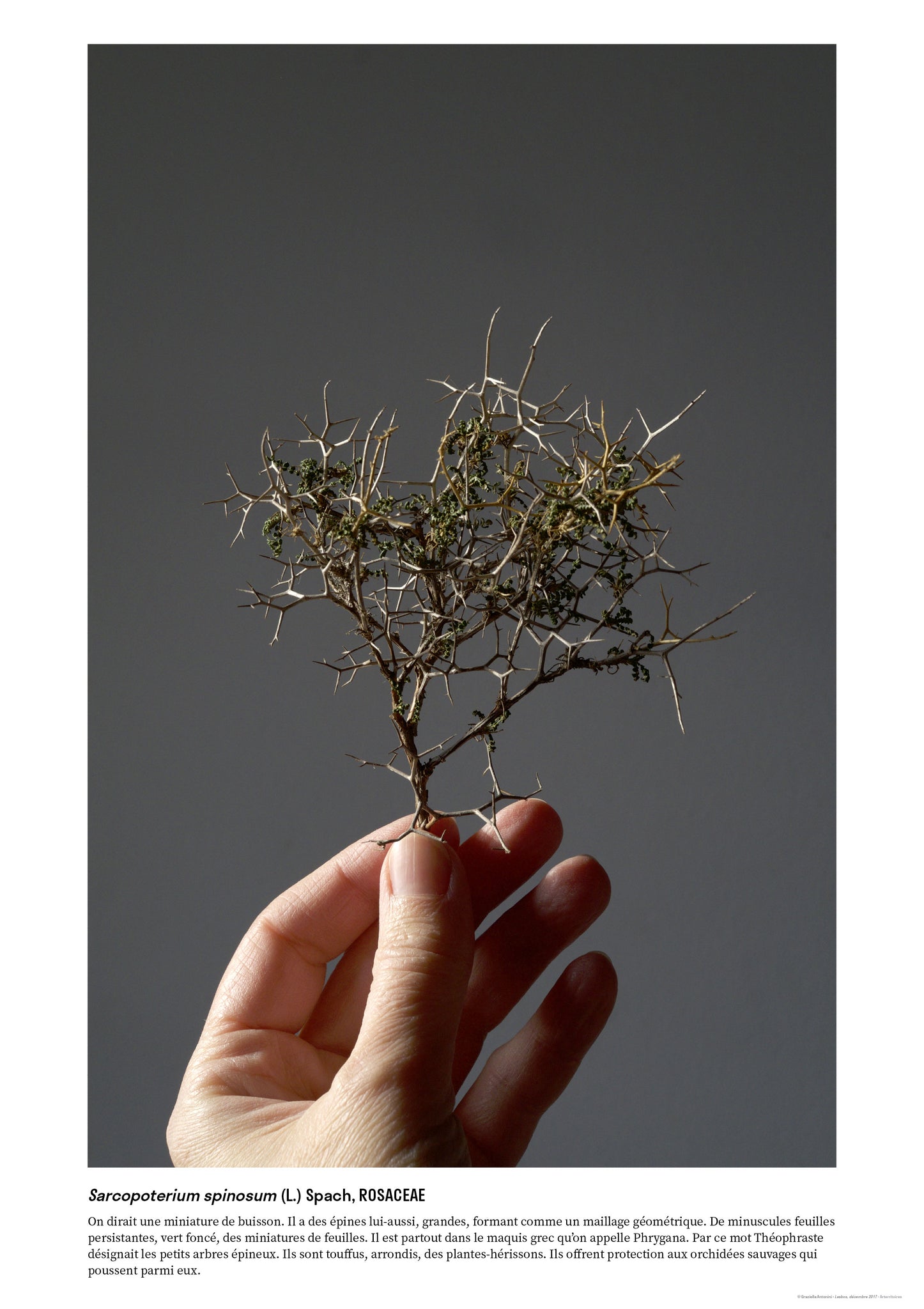 Sarcopoterium spinosum (L.) Spach, ROSACEAE