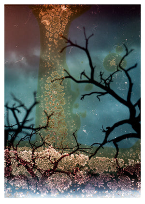 Les arbres du fleuve