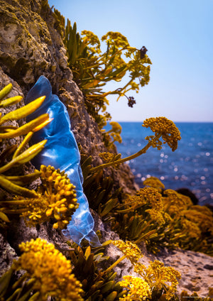 Blue bottle fossil on rocks