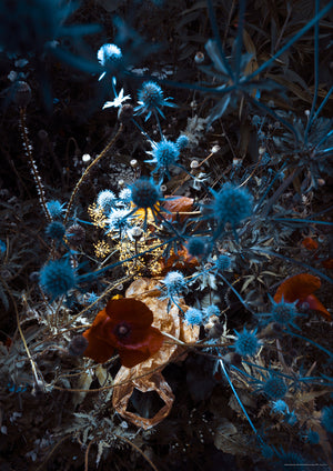 Blue thistle with brown bag