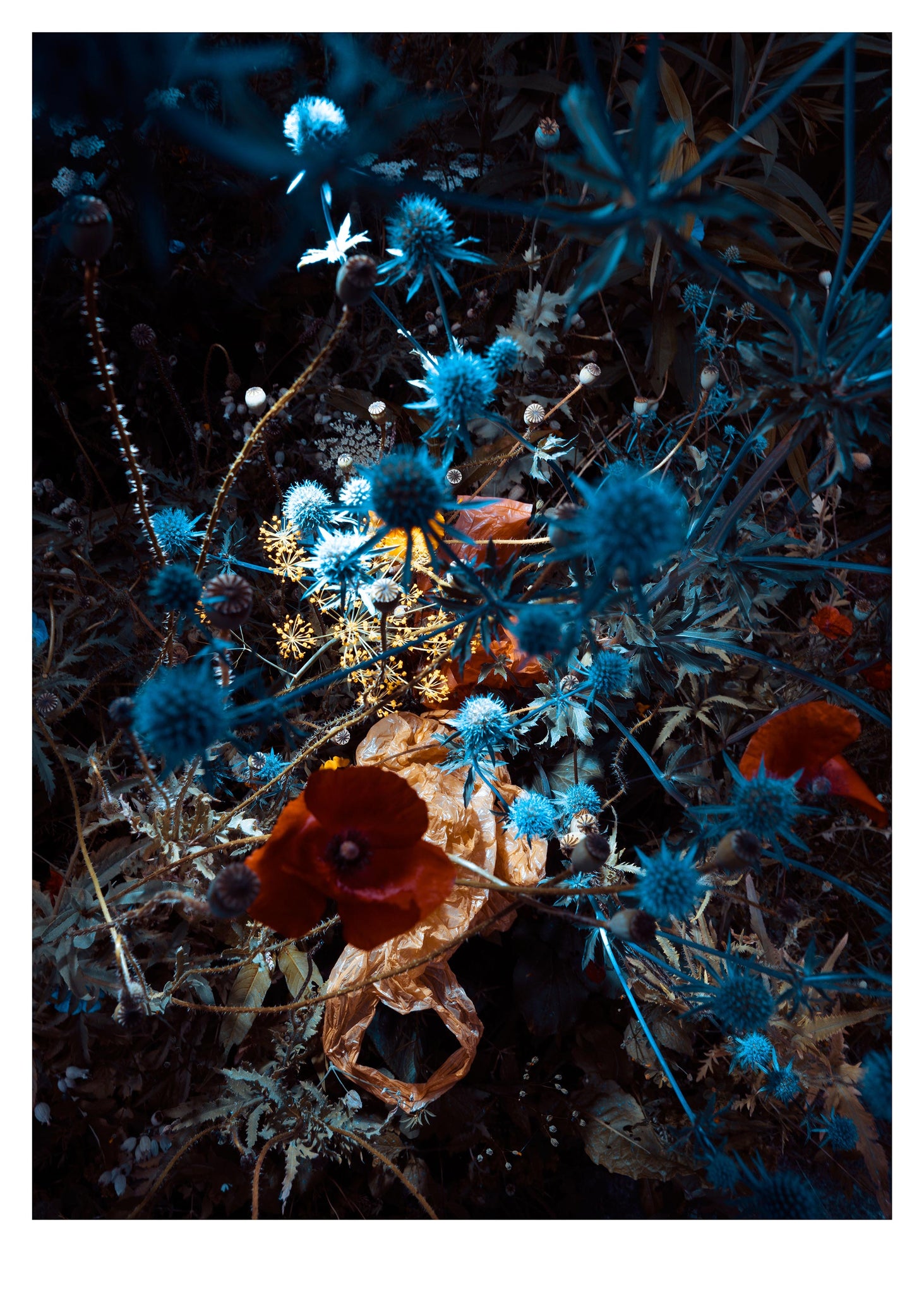 Blue thistle with brown bag