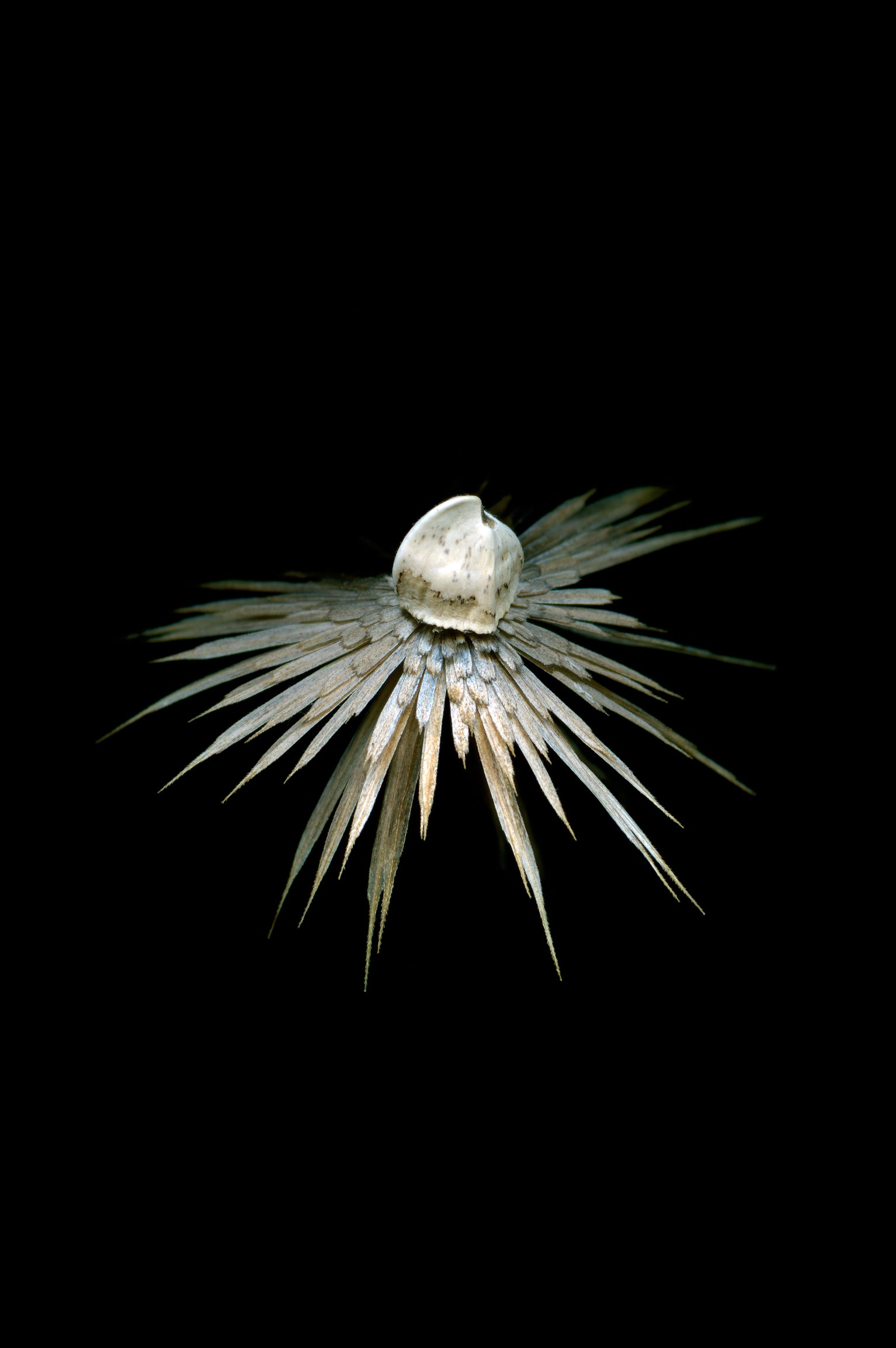 Carthamus lanatus L., ASTERACEAE