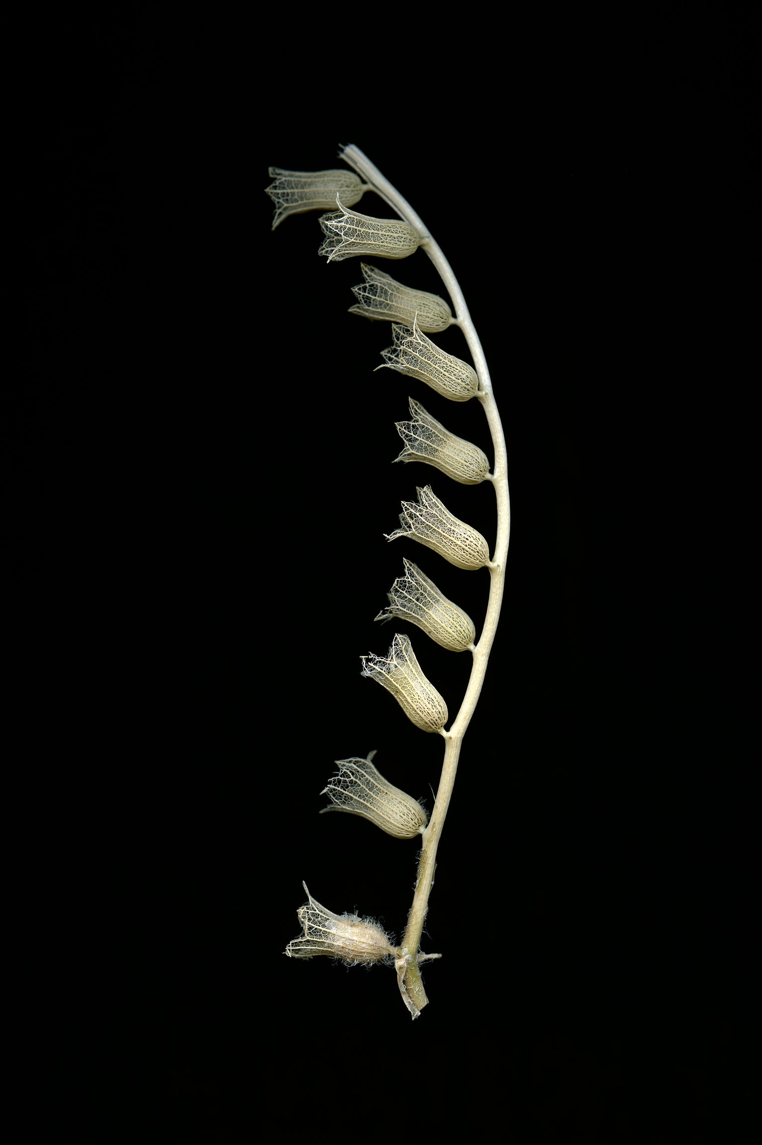 Hyoscyamus albus L., SOLANACEAE