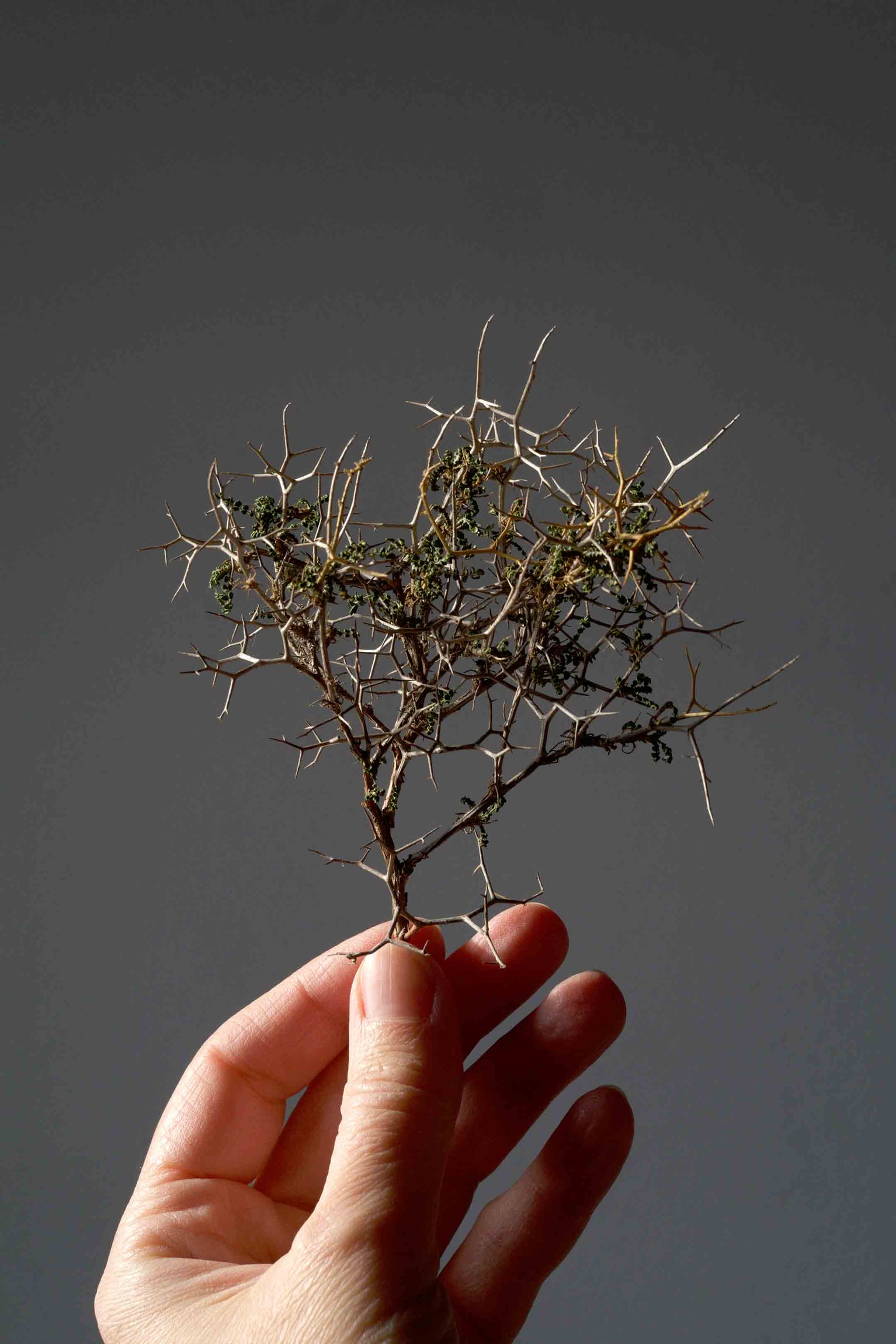 Sarcopoterium spinosum (L.) Spach, ROSACEAE