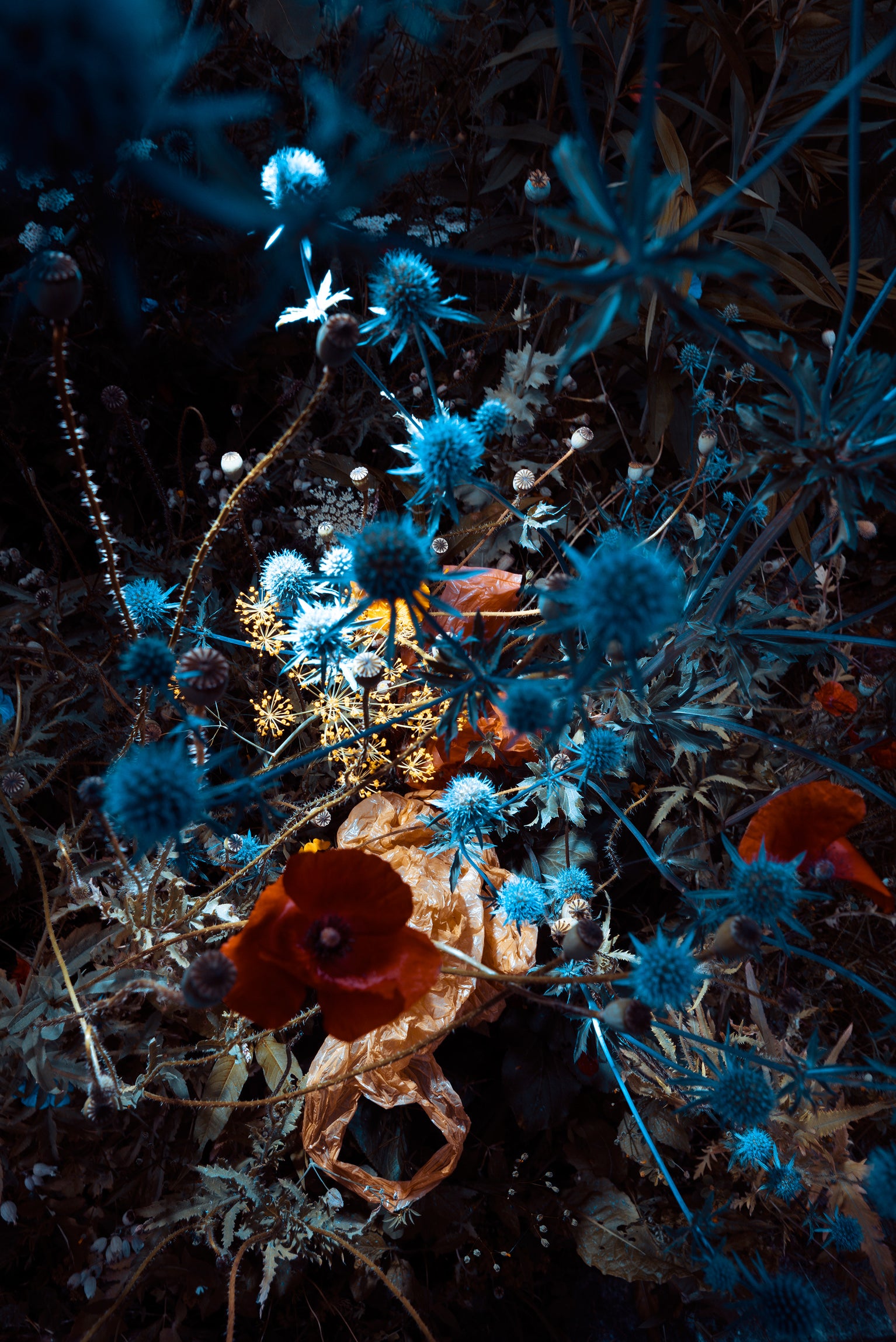 Blue thistle with brown bag