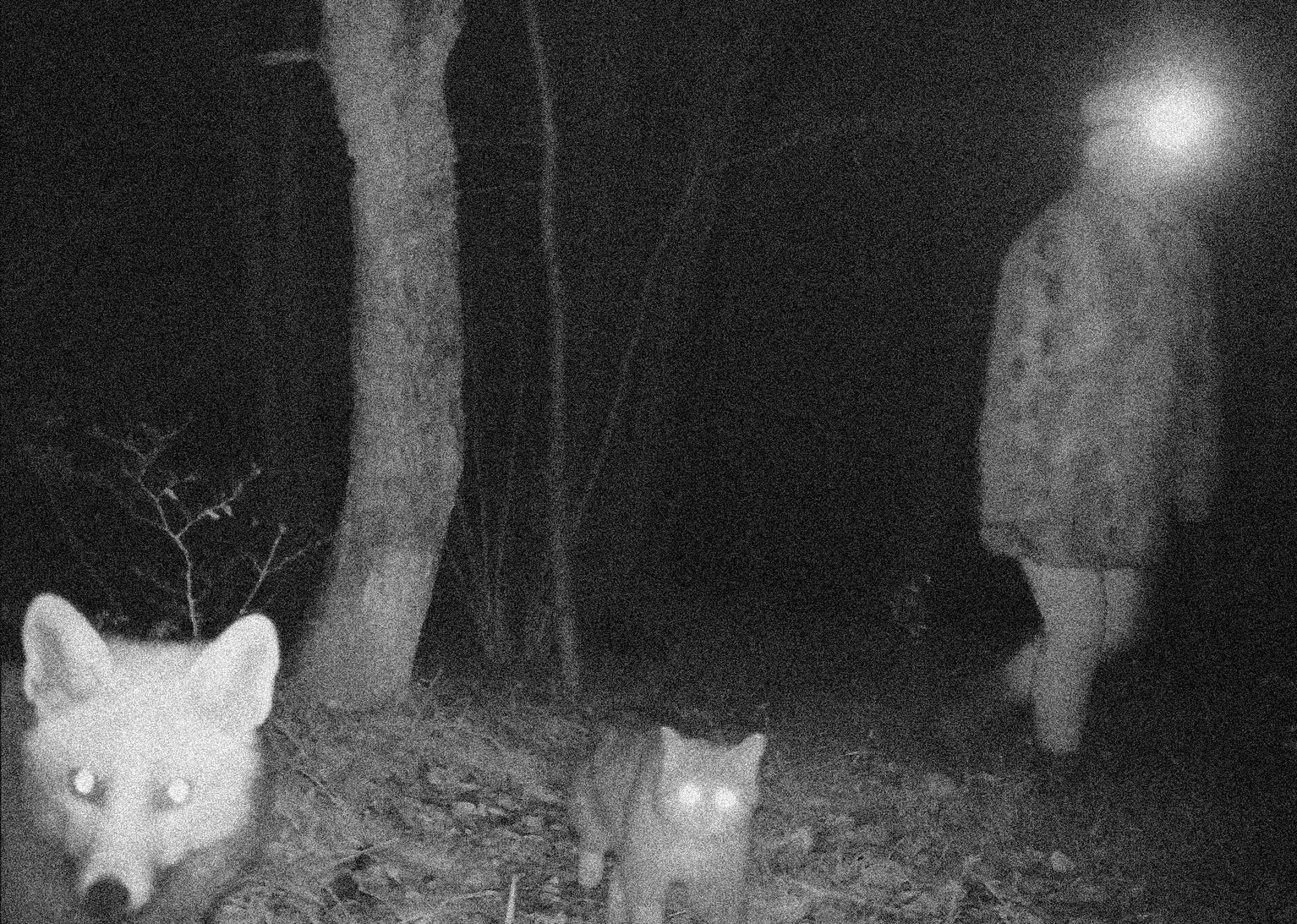 Renard et chat forestier, Le Noirmont (Suisse)