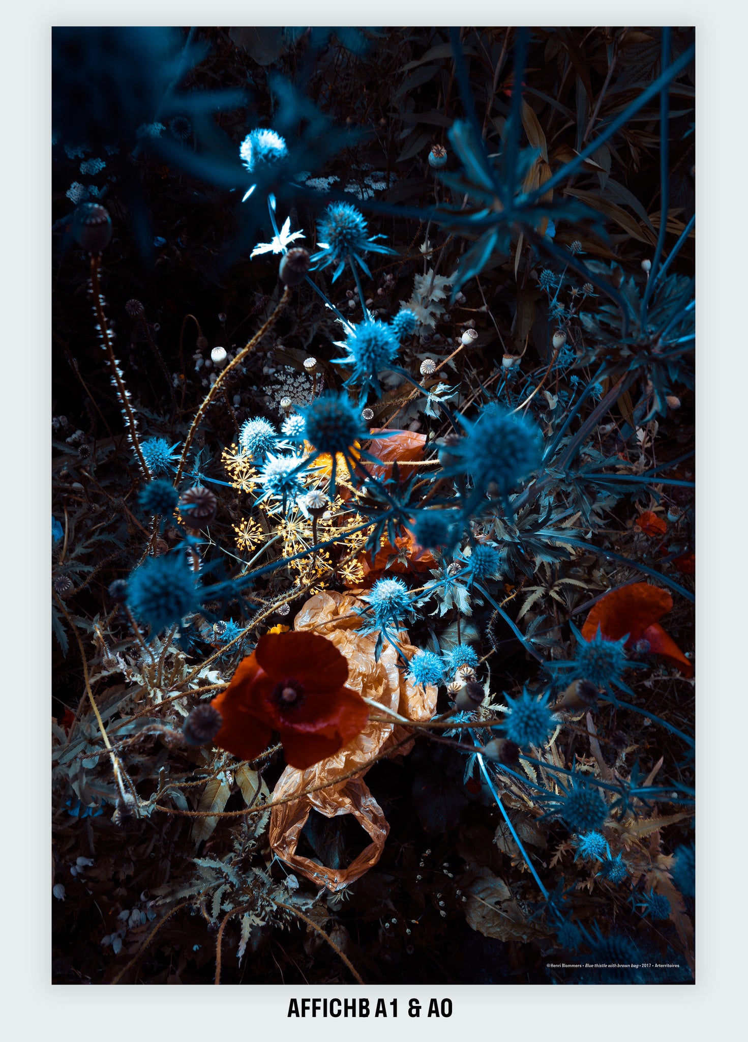 Blue thistle with brown bag